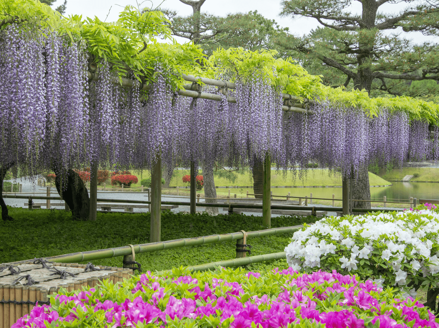 平等院庭园年中的植物风景